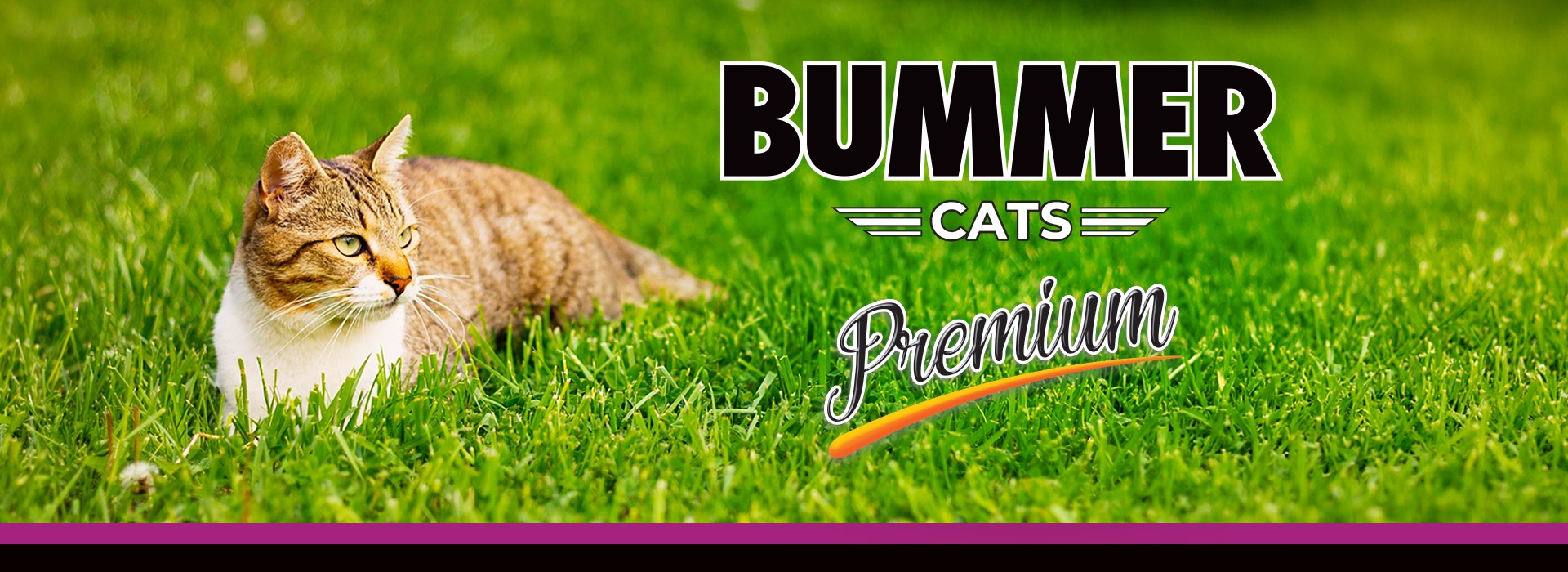 Bummer Cats Premium