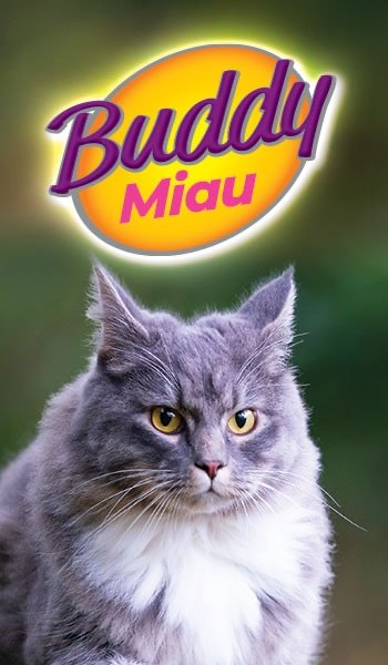 Buddy Miau